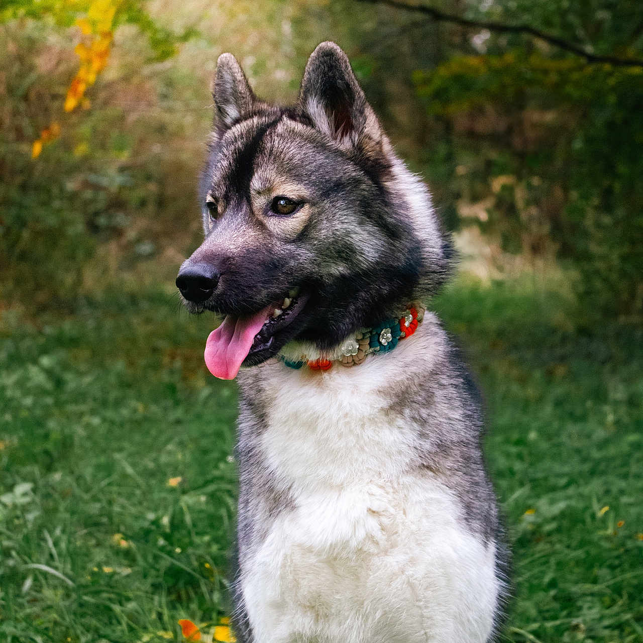 Umbra a rejoint le concours — aidez-le/la à gagner de superbes lots ! accessories, animal, bodypart, canine, collar, dog, eskimodog, germanshepherd, grass, hound, husky, mouth, person, pet, plant, puppy, strap, tongue, whitedog, wolf