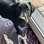 Alma participe au concours pour gagner de l'argent avec cette photo : puppy, dog, black_dog, pet, toy, rope_toy, blanket, floor, rug, coffee_beans_pattern, indoor, curious, looking_up, close_up, window, glass_door, tile_floor, natural_light, young_dog, canine