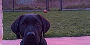 Alma a rejoint le concours — aidez-le/la à gagner de superbes lots ! dog, puppy, black_lab, sitting, outdoor, sunset, sky, tree, grass, fence, yard, wooden_deck, pet, animal, cute, playful, ball, nature, evening, portrait