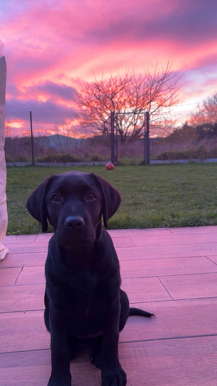 Alma a rejoint le concours — aidez-le/la à gagner de superbes lots ! dog, puppy, black_lab, sitting, outdoor, sunset, sky, tree, grass, fence, yard, wooden_deck, pet, animal, cute, playful, ball, nature, evening, portrait