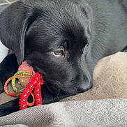 Alma participe au concours pour gagner de l'argent avec cette photo : puppy, dog, black_dog, toy, rope_toy, blanket, floor, tile_floor, pet, animal, cute, lying_down, resting, indoor, close_up, young_dog, fur, snout, ears, playful