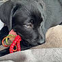 puppy, dog, black_dog, toy, rope_toy, blanket, floor, tile_floor, pet, animal, cute, lying_down, resting, indoor, close_up, young_dog, fur, snout, ears, playful