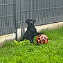dog, puppy, black_dog, soccer_ball, grass, greenery, fence, outdoor, pet, animal, playful, young_dog, lawn, nature, summer, cute, canine, sitting, paw, sport