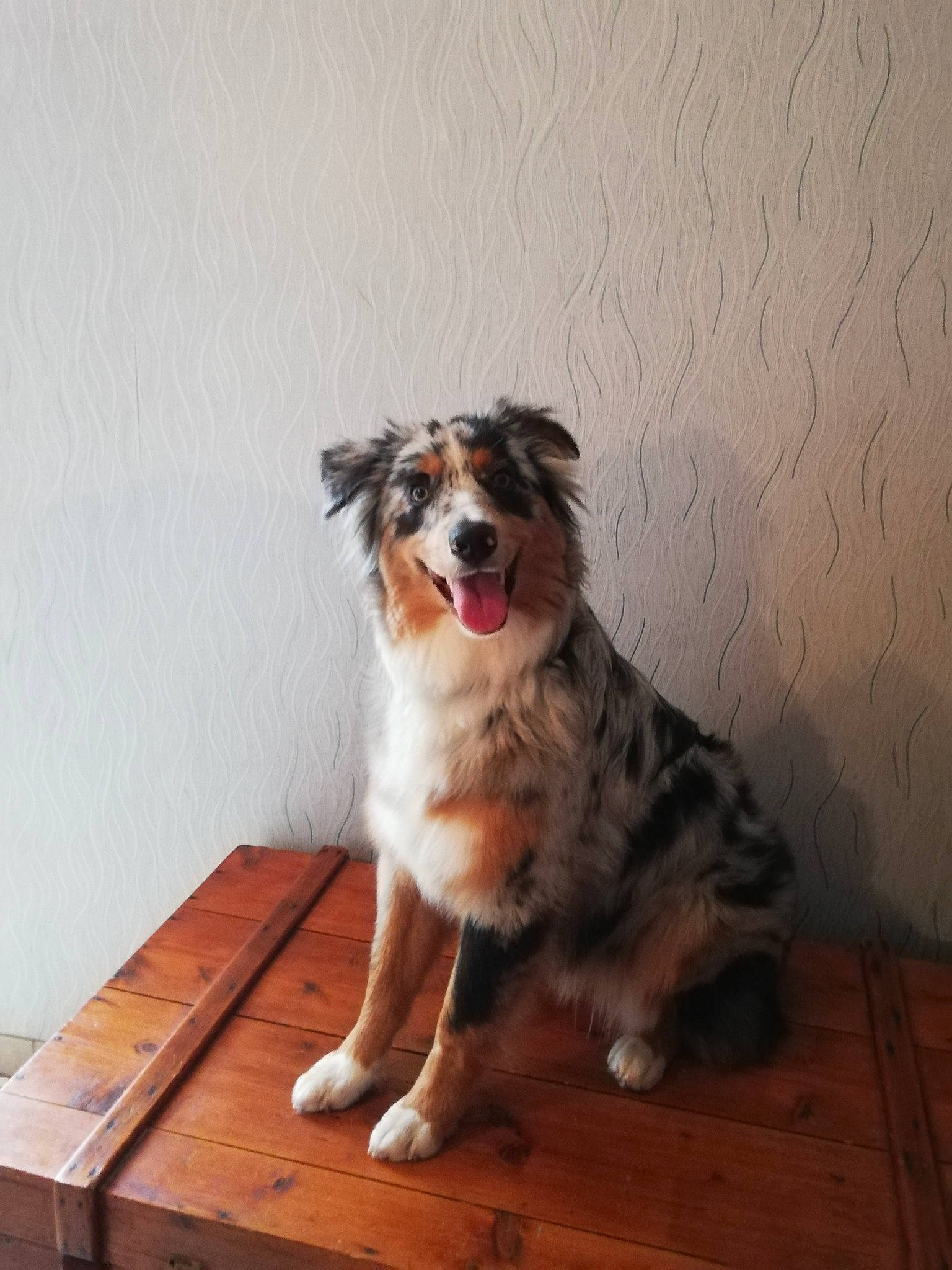 Stella a rejoint le concours — aidez-le/la à gagner de superbes lots ! border_collie, canidae, carnivore, companion_dog, dog, dog_breed, fawn, flooring, fur, hardwood, herding_dog, laminate_flooring, plank, scotch_collie, snout, sporting_group, whiskers, wood, wood_flooring, working_dog