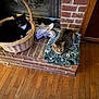 animal, basket, black_cat, blanket, brick_fireplace, casual, cozy, cute, domestic, feline, floor, furniture, home, indoor, pet, relaxed, resting, sneakers, tabby_cat, wood_floor