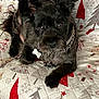 animal, black_dog, chain_collar, christmas_pattern, collar, companion, cute, dog, domestic_animal, ears, fur, gray, indoor, looking_at_camera, paw, pet, quilt, red, relaxed, white