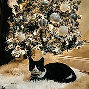 Shadow joined the competition — help win amazing prizes! cat, black_and_white, christmas_tree, ornaments, silver, white, lights, fluffy_rug, indoor, holiday, decorations, festive, fur, animal, pet, relaxed, floor, cozy, collar, tuxedo_cat
