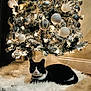 cat, black_and_white, christmas_tree, ornaments, silver, white, lights, fluffy_rug, indoor, holiday, decorations, festive, fur, animal, pet, relaxed, floor, cozy, collar, tuxedo_cat