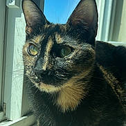 Honey joined the competition — help win amazing prizes! cat, tortoiseshell, window, sunlight, reflection, fur, close_up, animal, pet, indoor, paw, whiskers, curious, daylight, relaxing, mammal, face, ears, resting, shadow