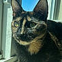 cat, tortoiseshell, window, sunlight, reflection, fur, close_up, animal, pet, indoor, paw, whiskers, curious, daylight, relaxing, mammal, face, ears, resting, shadow