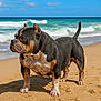 animal, beach, black, brown, canine, coast, daytime, dog, muscular, nature, ocean, outdoor, pet, sand, sky, standing, sunny, water, waves, white