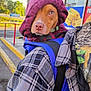 animal, brown, closeup, clothing, collar, daylight, dog, expression, face, hood, jacket, nose, outdoor, person, pet, plaid, purple, sidewalk, sign, window