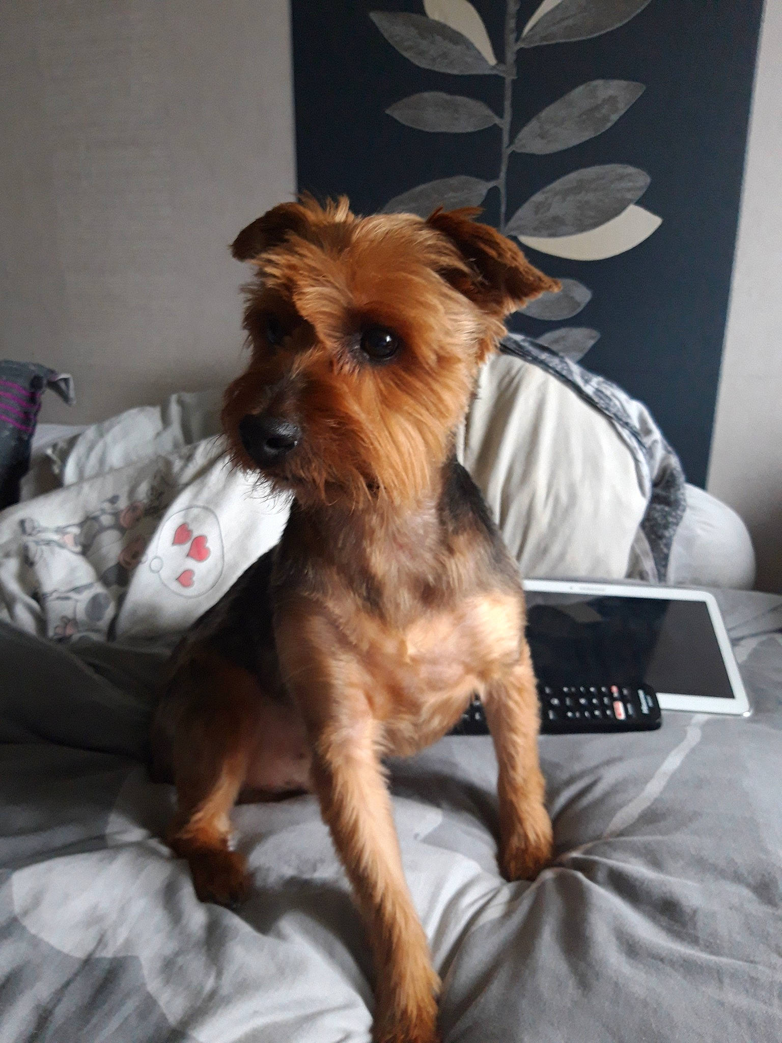 Joe a rejoint le concours — aidez-le/la à gagner de superbes lots ! australian_silky_terrier, australian_terrier, border_terrier, cairn_terrier, canidae, carnivore, companion_dog, dog, dog_breed, mammal, morkie, norfolk_terrier, puppy, rare_breed_dog, small_terrier, snout, terrier, toy_dog, vertebrate, yorkshire_terrier