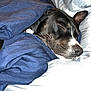 Scrappy joined the competition — help win amazing prizes! dog, sleeping, blanket, bed, pillow, cozy, black_and_white, rest, domestic_animal, pet, nap, indoor, fur, cute, animal, relaxation, comfort, snuggled, peaceful, canine