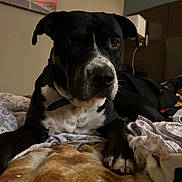 Scrappy is registered to the contest to win money with this photo: dog, black_and_white, indoor, bed, blanket, resting, pet, canine, fur, paw, collar, portrait, animal, living_room, comfort, relaxed, furniture, closeup, cute, home