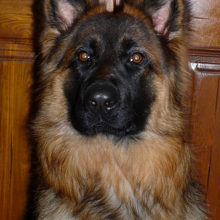 Oria participe au concours pour gagner de l'argent avec cette photo : alert, animal, black, brown, cabinet, canine, companion, dog, domestic, ears, face, fur, german_shepherd, house, indoor, looking, mammal, pet, portrait, wooden_background