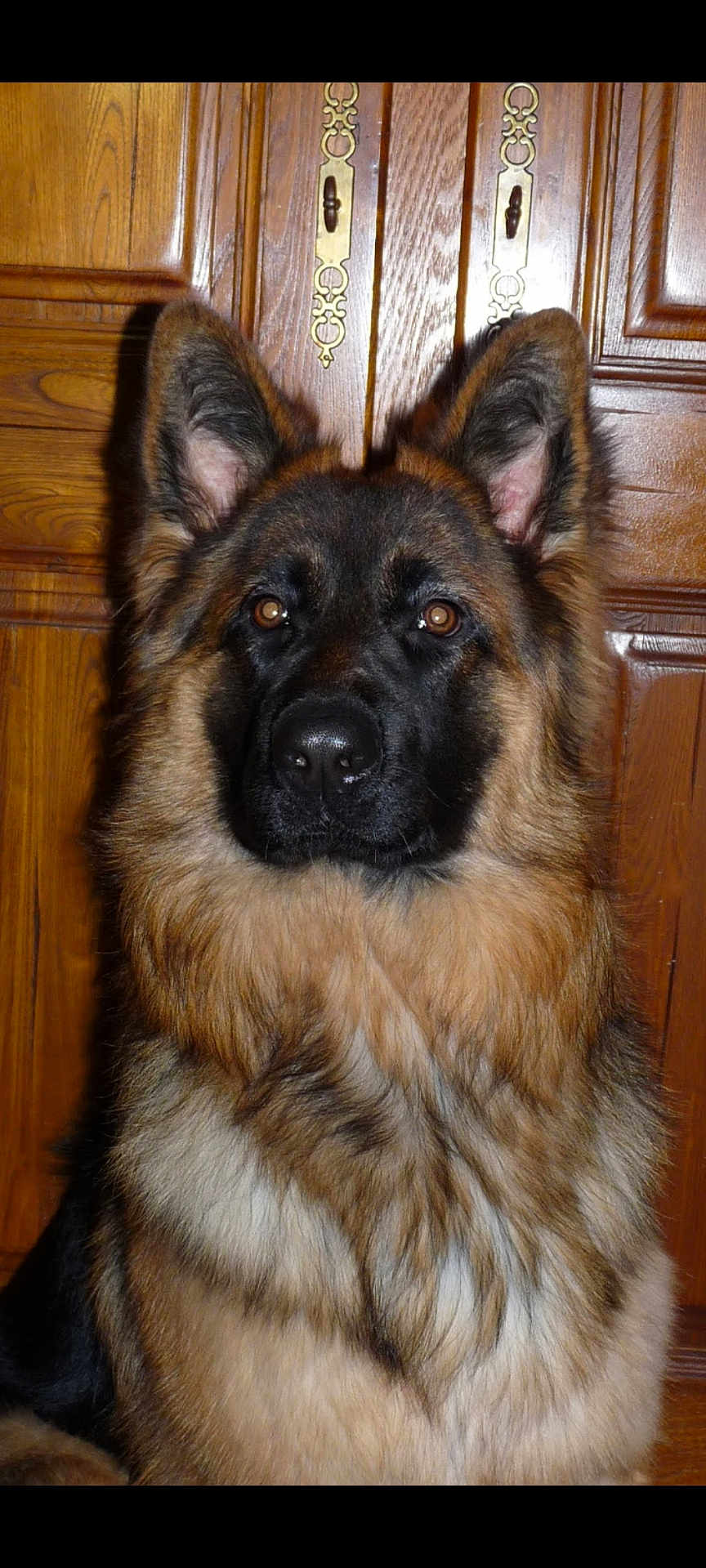 Oria participe au concours pour gagner de l'argent avec cette photo : dog, german_shepherd, pet, animal, indoor, fur, ears, face, brown, black, portrait, canine, wooden_background, cabinet, alert, looking, domestic, mammal, companion, house