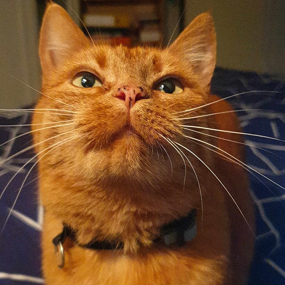 Mimi