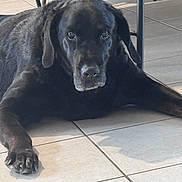 Darla a rejoint le concours — aidez-le/la à gagner de superbes lots ! dog, black_dog, pet, indoor, tile_floor, relaxed, lying_down, sunlight, canine, animal, paw, ear, snout, fur, companion, domestic_animal, cute, looking_at_camera, home, shadow