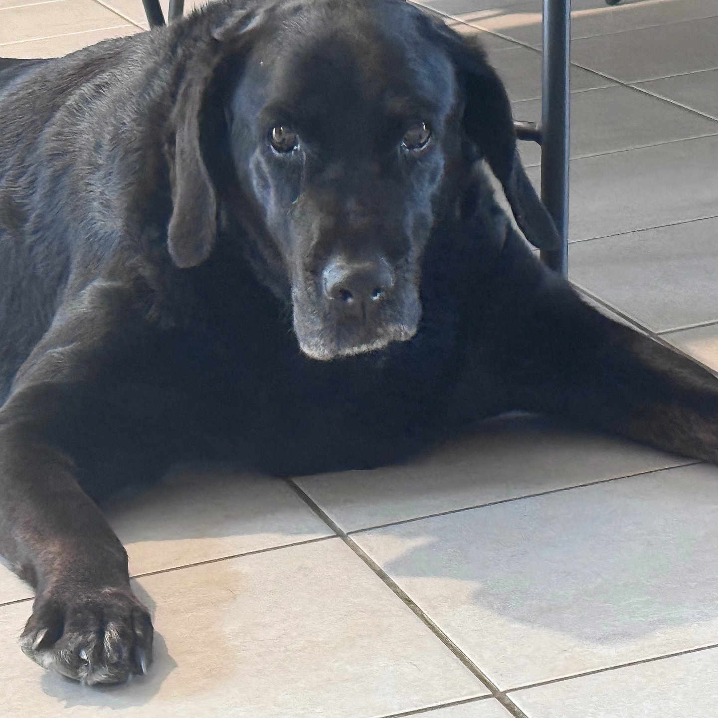 Darla a rejoint le concours — aidez-le/la à gagner de superbes lots ! dog, black_dog, pet, indoor, tile_floor, relaxed, lying_down, sunlight, canine, animal, paw, ear, snout, fur, companion, domestic_animal, cute, looking_at_camera, home, shadow