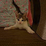 Mason is registered to the contest to win money with this photo: animal, blanket, cat, chair, cozy, curious, cute, domestic, ears, floral_pattern, furniture, indoor, kitten, paws, pet, relaxed, stretching, tail, whiskers, young