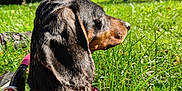 Maïa participe au concours pour gagner de l'argent avec cette photo : dog, dachshund, pet, animal, grass, outdoor, nature, sunlight, greenery, park, tree, canine, side_view, leash, collar, daylight, mammal, fur, snout, ears
