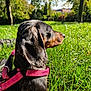 dog, dachshund, pet, animal, grass, outdoor, nature, sunlight, greenery, park, tree, canine, side_view, leash, collar, daylight, mammal, fur, snout, ears
