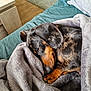 dog, dachshund, sleeping, blanket, couch, indoor, pet, cozy, fur, brown, black, paw, resting, comfort, animal, home, soft, relaxation, furniture, nap