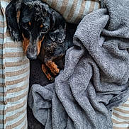 Maïa participe au concours pour gagner de l'argent avec cette photo : dog, dachshund, pet, bed, blanket, striped, cozy, indoor, sleepy, fur, black, brown, animal, cute, paw, ears, resting, companion, soft, canine