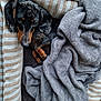 dog, dachshund, pet, bed, blanket, striped, cozy, indoor, sleepy, fur, black, brown, animal, cute, paw, ears, resting, companion, soft, canine
