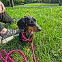 dog, dachshund, grass, leash, collar, person, sneakers, outdoor, park, tree, greenery, pet, canine, sunlight, nature, animal, resting, summer, cute, companion