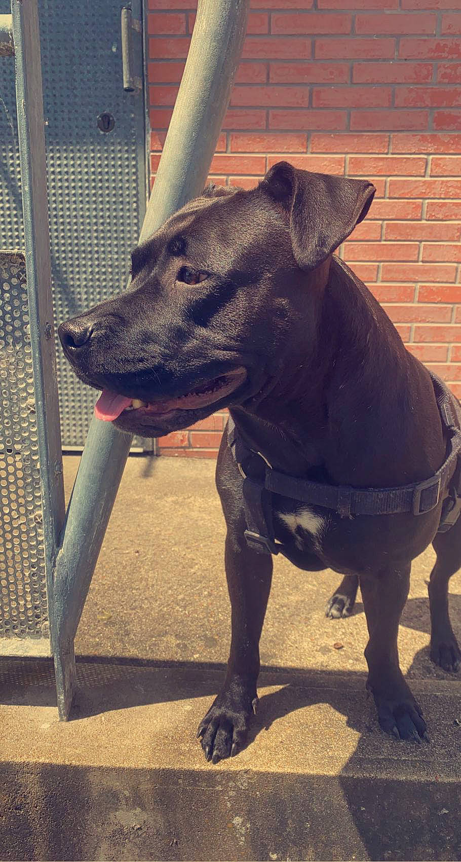 Kyara participe au concours pour gagner de l'argent avec cette photo : canidae, carnivore, collar, companion_dog, dog, dog_breed, dog_collar, dog_supply, eye, fashion_accessory, fawn, metal, pet_supply, sleeve, snout, sporting_group, tail, terrestrial_animal, whiskers, working_animal