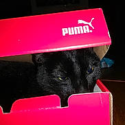 Claudia Bassenne participe au concours pour gagner de l'argent avec cette photo : cat, black_cat, box, shoebox, puma, pet, animal, indoor, dark, curious, peeking, feline, cute, domestic_animal, whiskers, eyes, head, cardboard, red, mischievous
