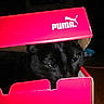 cat, black_cat, box, shoebox, puma, pet, animal, indoor, dark, curious, peeking, feline, cute, domestic_animal, whiskers, eyes, head, cardboard, red, mischievous