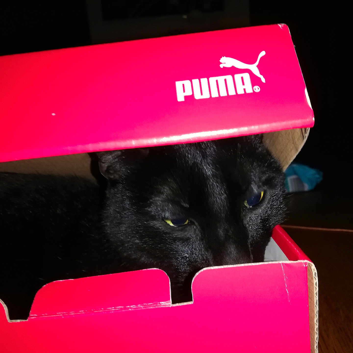 Claudia Bassenne participe au concours pour gagner de l'argent avec cette photo : cat, black_cat, box, shoebox, puma, pet, animal, indoor, dark, curious, peeking, feline, cute, domestic_animal, whiskers, eyes, head, cardboard, red, mischievous
