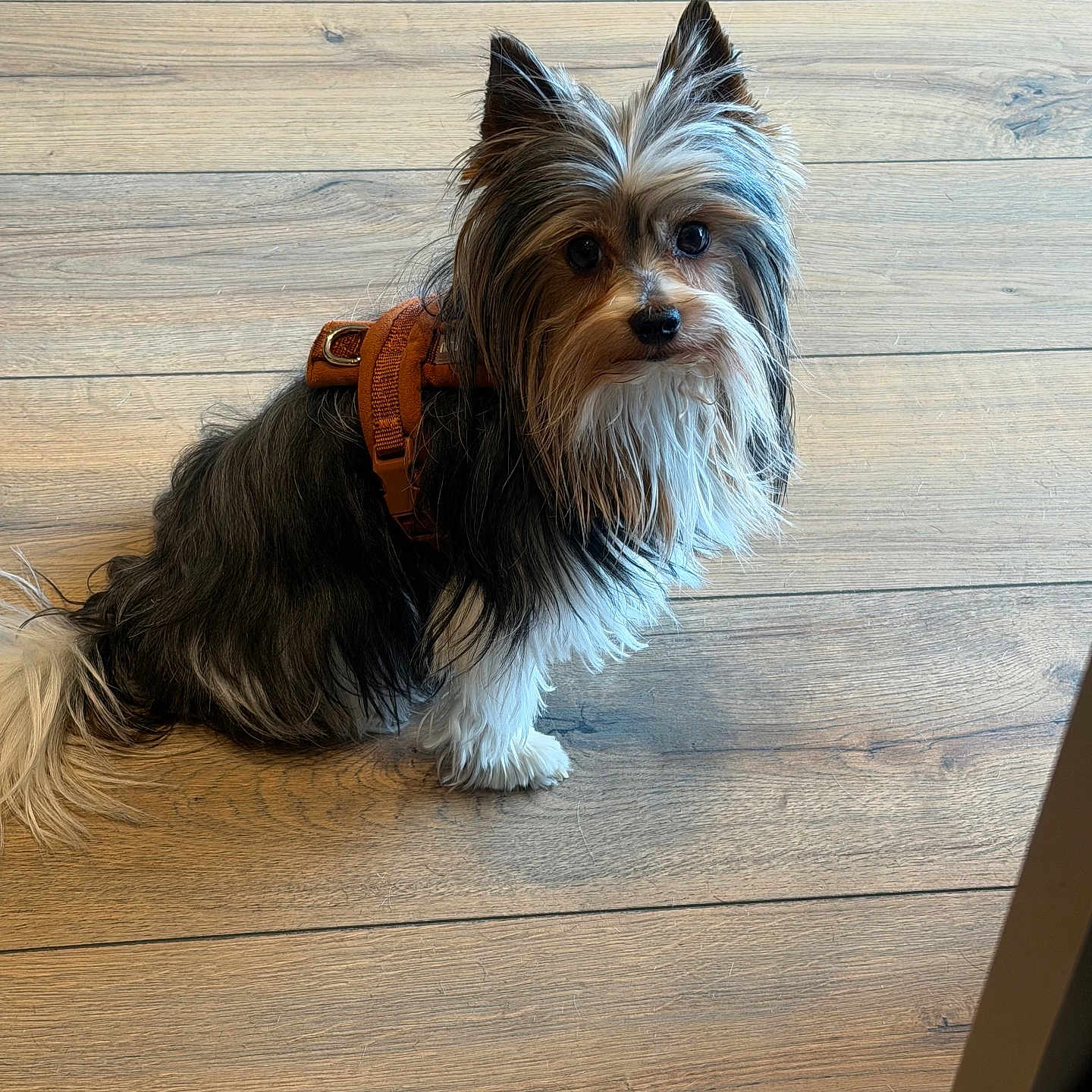 Snow participe au concours pour gagner de l'argent avec cette photo : dog, small_dog, long_hair, shaggy_fur, black_and_white, brown_fur, orange_harness, pet, animal, portrait, sitting, indoors, wooden_floor, floorboards, fluffy_tail, pointed_ears, dark_eyes, looking_at_camera, companion_animal, cute
