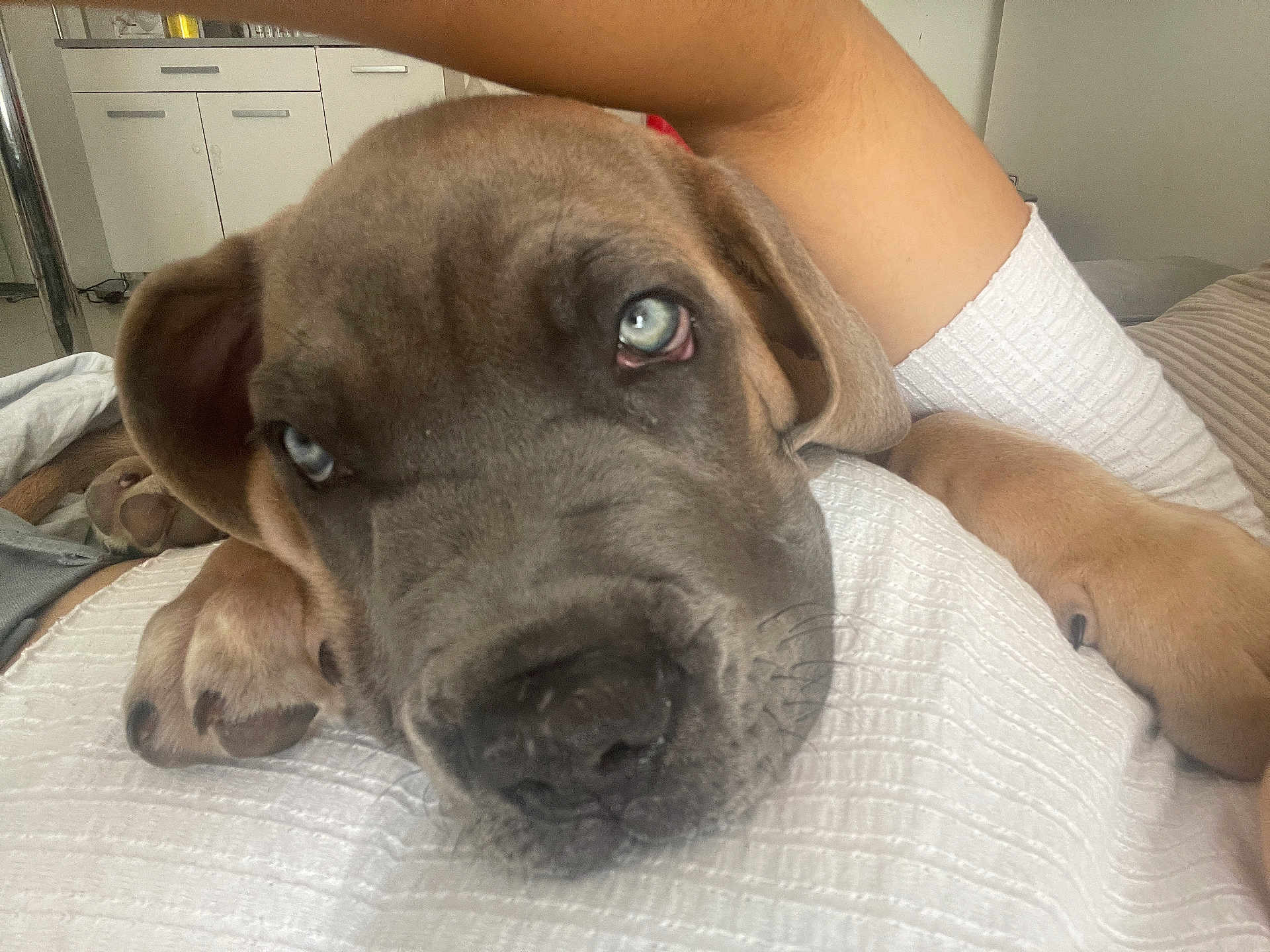 Hermes participe au concours pour gagner de l'argent avec cette photo : puppy, dog, close_up, blue_eyes, resting, white_clothing, human_arm, indoor, pet, cute, sleepy, nose, paw, fur, canine, face, animal, domestic_animal, young, companion