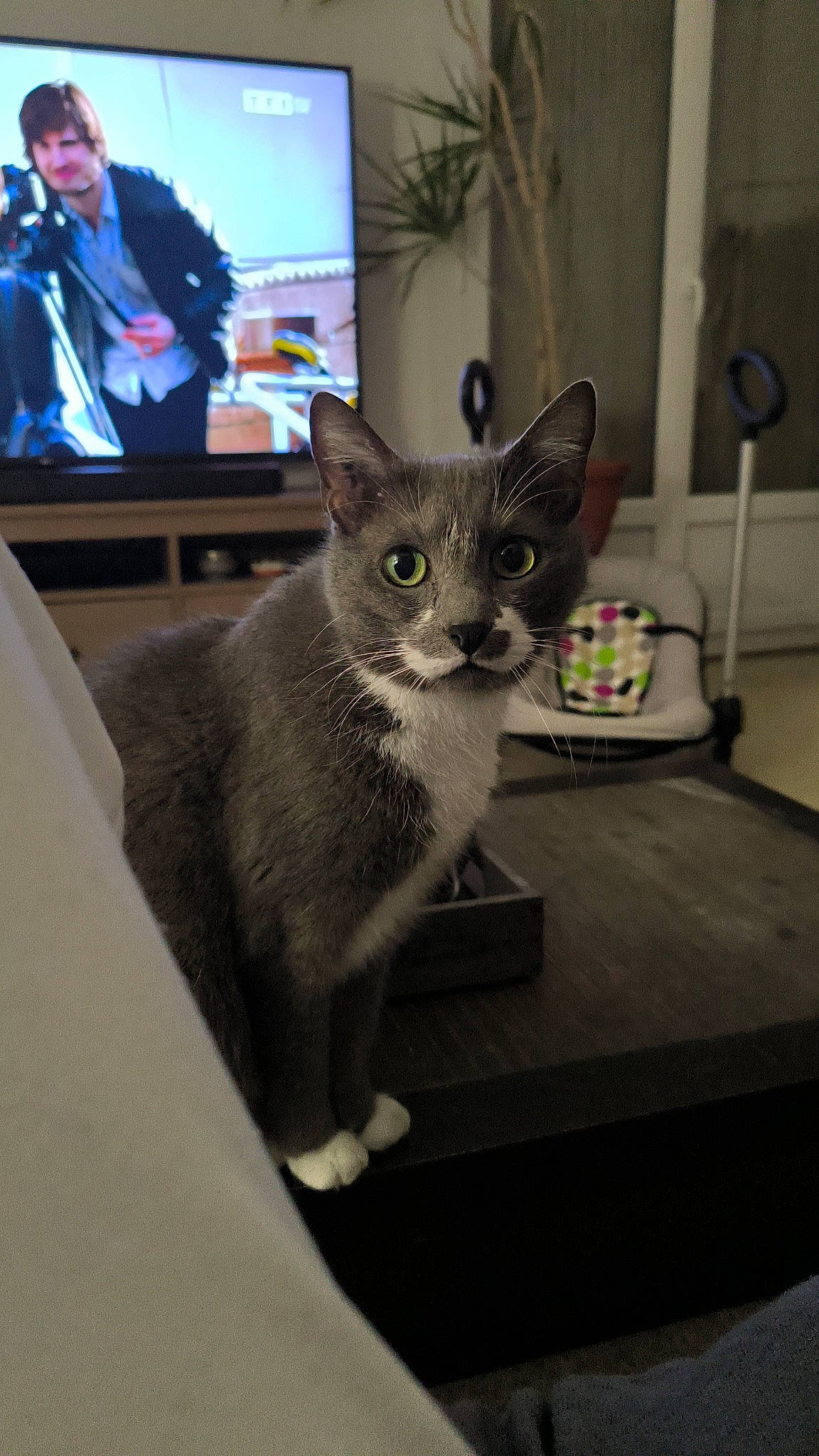 Kalie participe au concours pour gagner de l'argent avec cette photo : box, carnivore, cat, comfort, couch, domestic_short_haired_cat, felidae, fur, grey, houseplant, led_backlit_lcd_display, picture_frame, sitting, small_to_medium_sized_cats, snout, suit, table, tail, television, whiskers