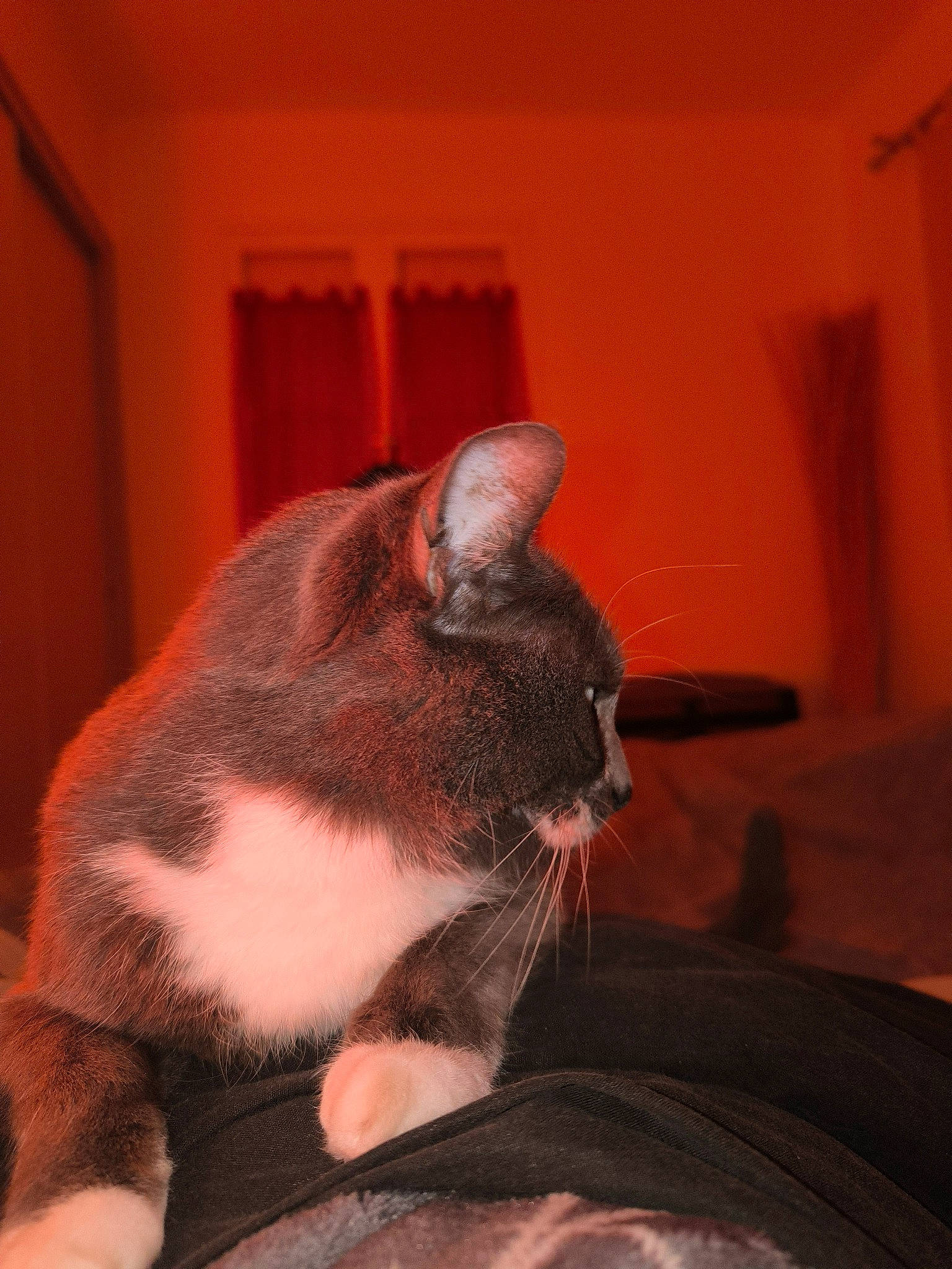 Kalie participe au concours pour gagner de l'argent avec cette photo : carnivore, cat, comfort, companion_dog, dog_breed, domestic_short_haired_cat, ear, eye, fawn, felidae, foot, fur, human_leg, paw, small_to_medium_sized_cats, snout, tail, whiskers, window, wood