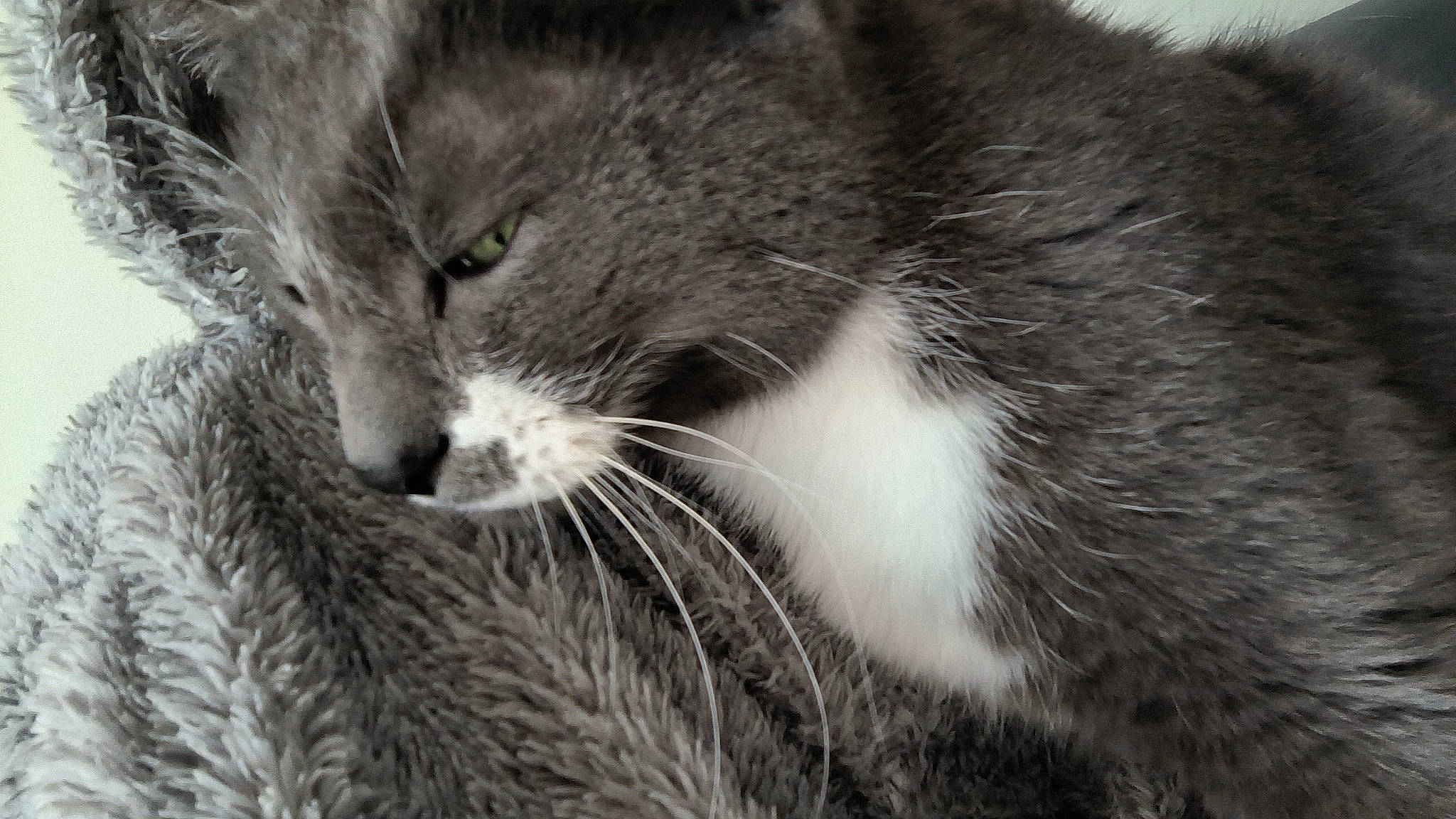 Kalie a rejoint le concours — aidez-le/la à gagner de superbes lots ! carnivore, cat, domestic_short_haired_cat, felidae, fur, grey, monochrome, monochrome_photography, paw, small_to_medium_sized_cats, snout, tail, terrestrial_animal, whiskers, wildlife