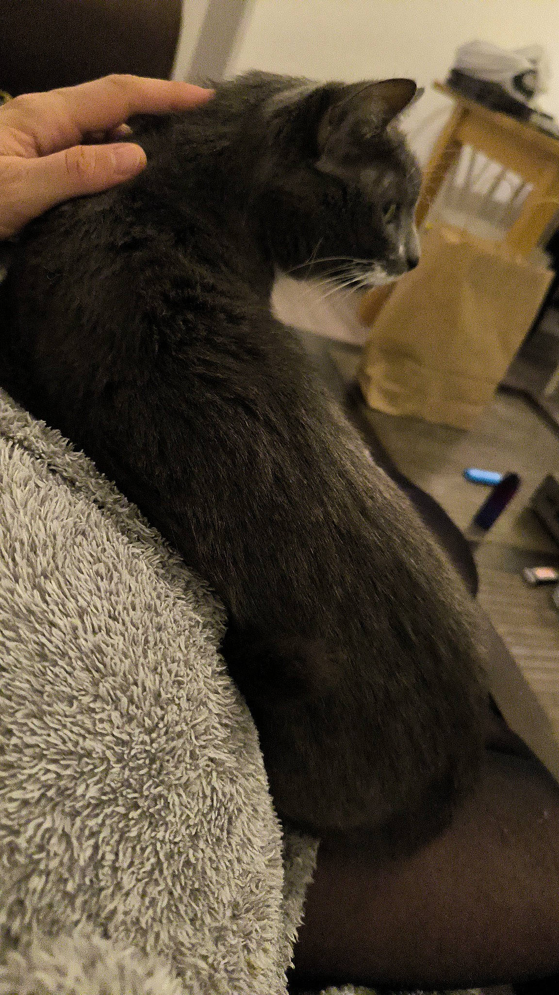 Kalie participe au concours pour gagner de l'argent avec cette photo : bottle, carnivore, cat, claw, comfort, domestic_short_haired_cat, felidae, foot, fur, gesture, grey, nail, nap, natural_material, paw, small_to_medium_sized_cats, tail, terrestrial_animal, whiskers