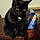 Ms. Kitty