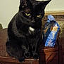 black_cat, cat, pet, animal, wooden_surface, snack_bag, blue_bag, indoor, feline, fur, yellow_eyes, grumpy_expression, table, household, domestic, mammal, whiskers, ears, paws, shadow