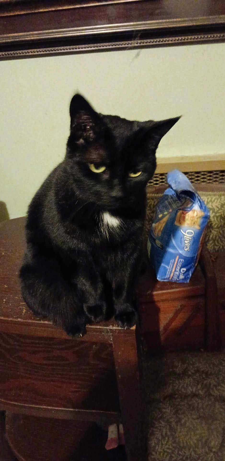 Ms. Kitty