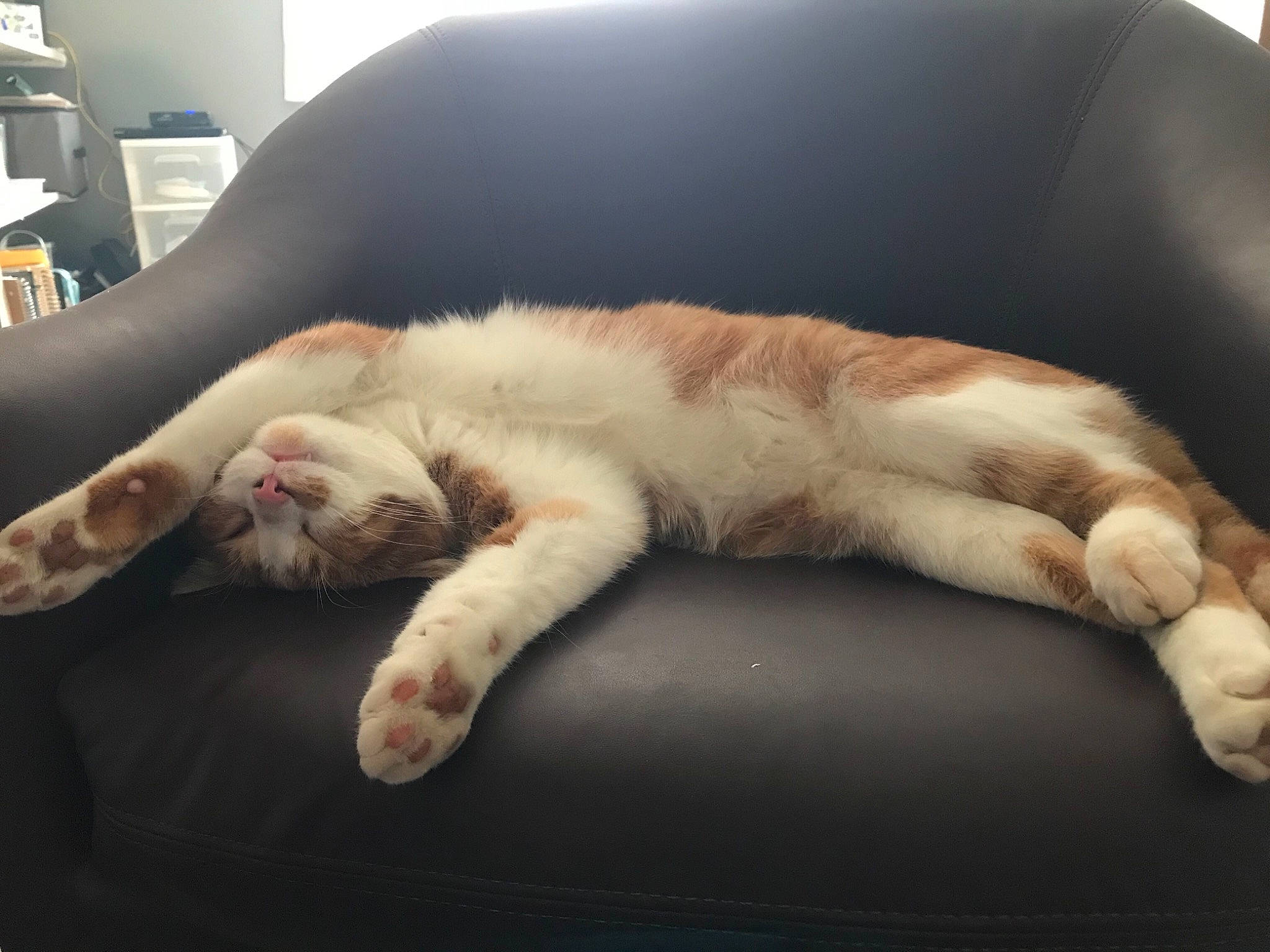 Cheddar Bob is registered to the contest to win money with this photo: canidae, carnivore, cat, claw, comfort, companion_dog, domestic_short_haired_cat, eye, fawn, felidae, foot, fur, human_leg, linens, paw, shelf, small_to_medium_sized_cats, sporting_group, tail, whiskers