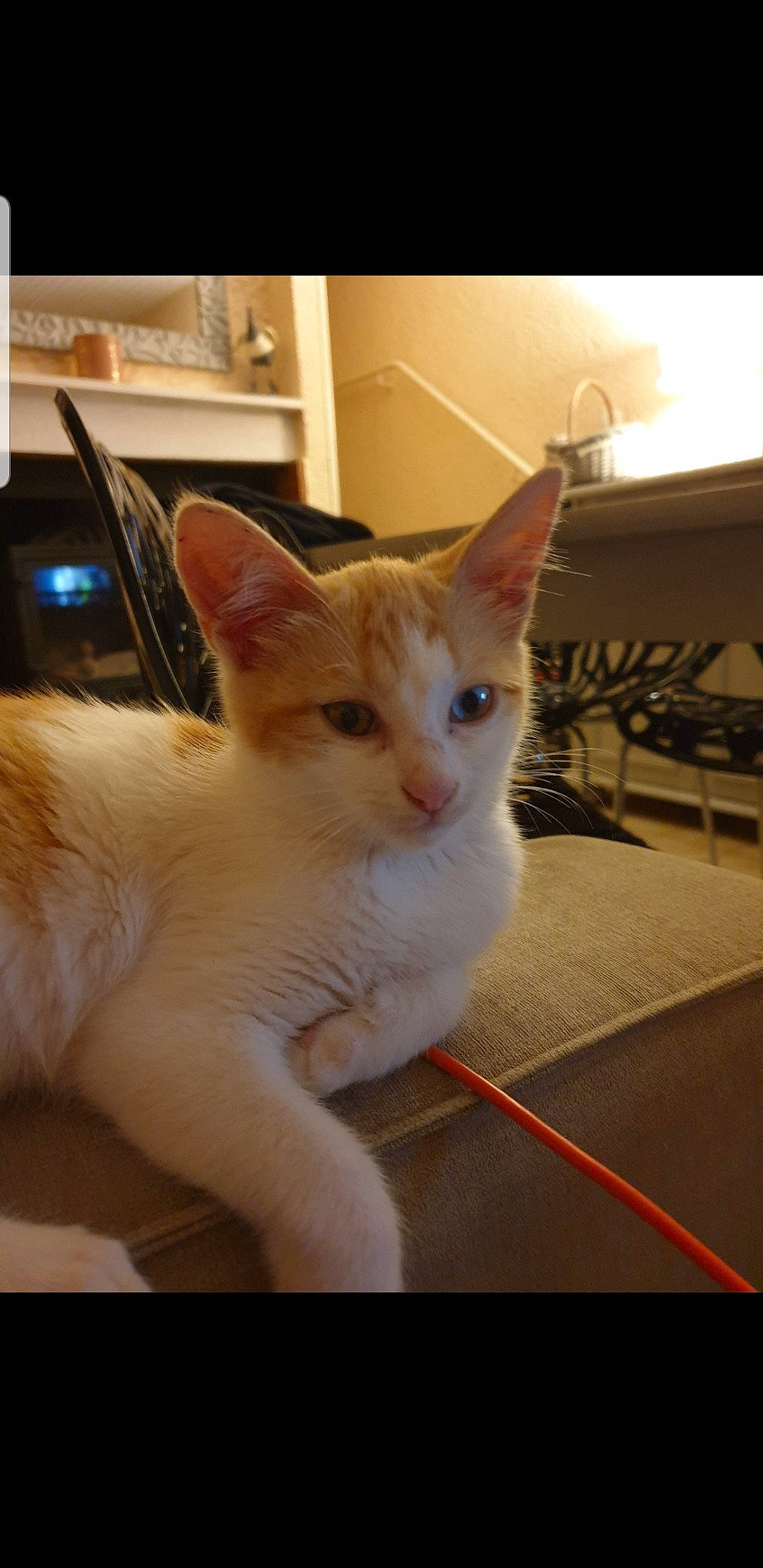 Satine participe au concours pour gagner de l'argent avec cette photo : carnivore, cat, claw, domestic_short_haired_cat, ear, electronic_device, fawn, felidae, fur, paw, small_to_medium_sized_cats, snout, tail, whiskers