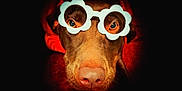 Lilith is registered to the contest to win money with this photo: accessories, animal, canine, clothing, dog, face, glasses, goggles, head, hood, hoodie, hound, knitwear, labradorretriever, person, pet, photography, portrait, puppy, snout
