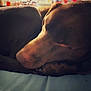 Lilith is registered to the contest to win money with this photo: animal, brown, canine, close_up, companion, cozy, curled_up, dog, domestic_animal, fur, indoors, laying, peaceful, pet, quiet, relaxation, resting, sleeping, soft_surface, warm_light