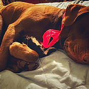 Lilith joined the competition — help win amazing prizes! animal, bandana, bed, brown_fur, closeup, comfort, cozy, cute, dog, domestic, fur, indoor, napping, paws, pet, relaxed, rest, sleeping, sunlight, toy