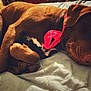 animal, bandana, bed, brown_fur, closeup, comfort, cozy, cute, dog, domestic, fur, indoor, napping, paws, pet, relaxed, rest, sleeping, sunlight, toy